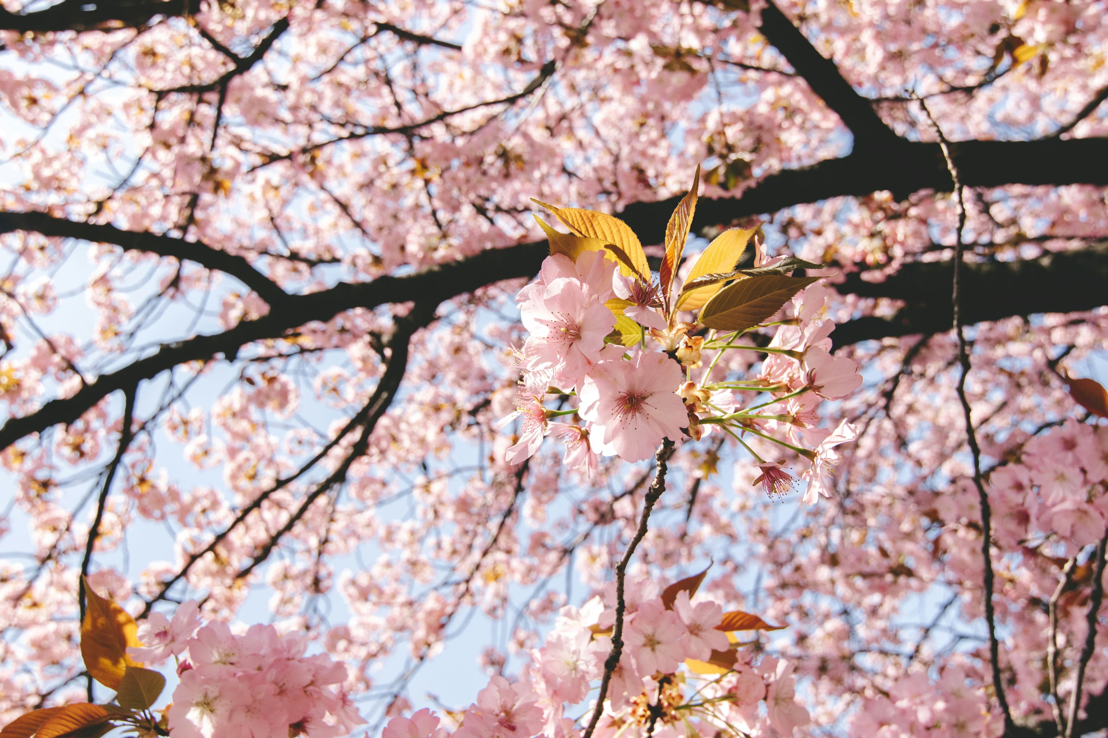 Sakura